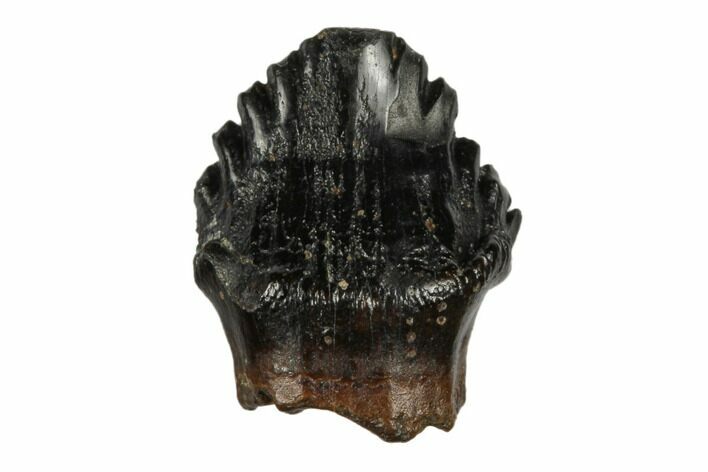 Fossil Nodosaur Tooth - Judith River Formation #183575